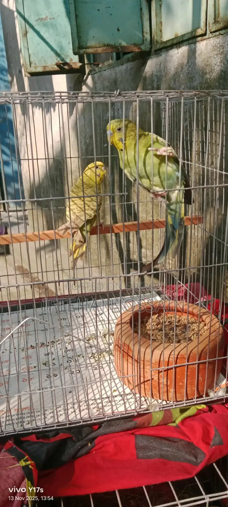 বাজিগার পাখি