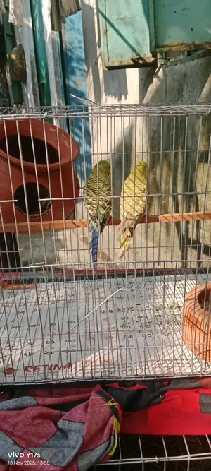 বাজিগার পাখি