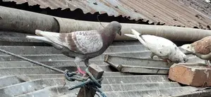 যারা নিয়ে প্রথম মাসে ডিম বাচ্চা পেতে চান তাদের জন্য শুধু এই কবুতরগুলো