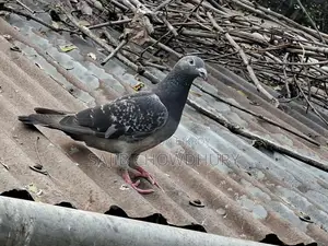 যারা নিয়ে প্রথম মাসে ডিম বাচ্চা পেতে চান তাদের জন্য শুধু এই কবুতরগুলো