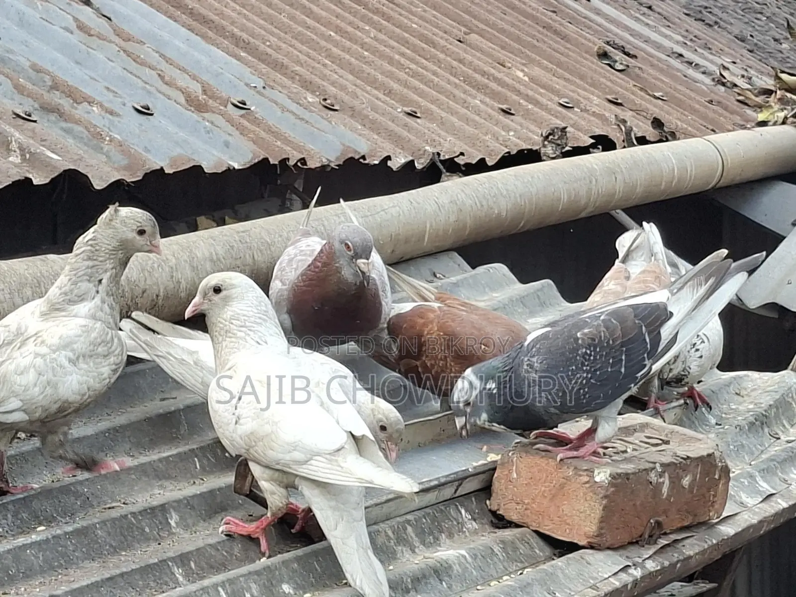 যারা নিয়ে প্রথম মাসে ডিম বাচ্চা পেতে চান তাদের জন্য শুধু এই কবুতরগুলো