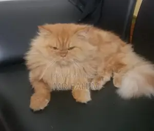 Persian Male Cat