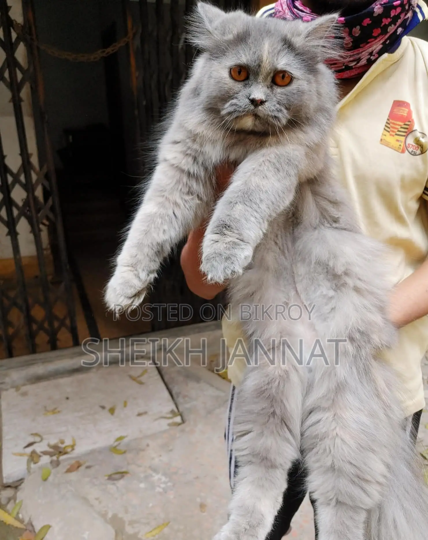 Pure Persian Female Cat