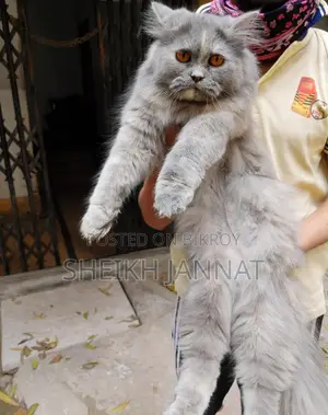 Pure Persian Female Cat