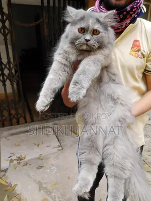 Pure Persian Female Cat