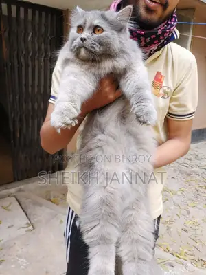 Pure Persian Female Cat