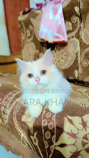 পার্সিয়ান ট্রিপল কোট বিড়ালছানা