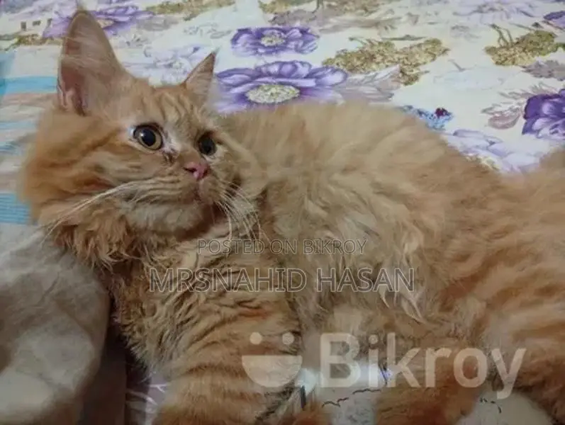 পার্সিয়ান বিড়াল বিক্রি করা হবে