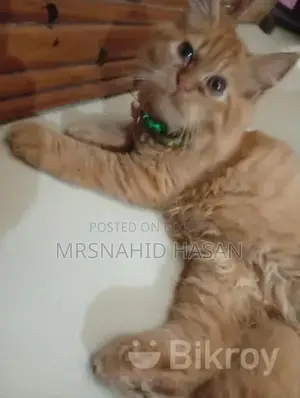 পার্সিয়ান বিড়াল বিক্রি করা হবে
