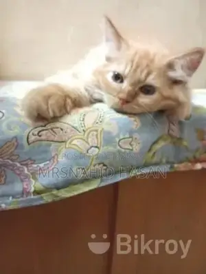 পার্সিয়ান বিড়াল বিক্রি করা হবে
