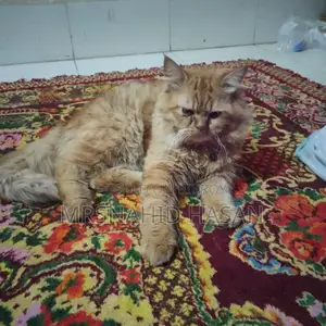 পার্সিয়ান বিড়াল বিক্রি করা হবে