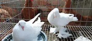Peshwari Running Pair