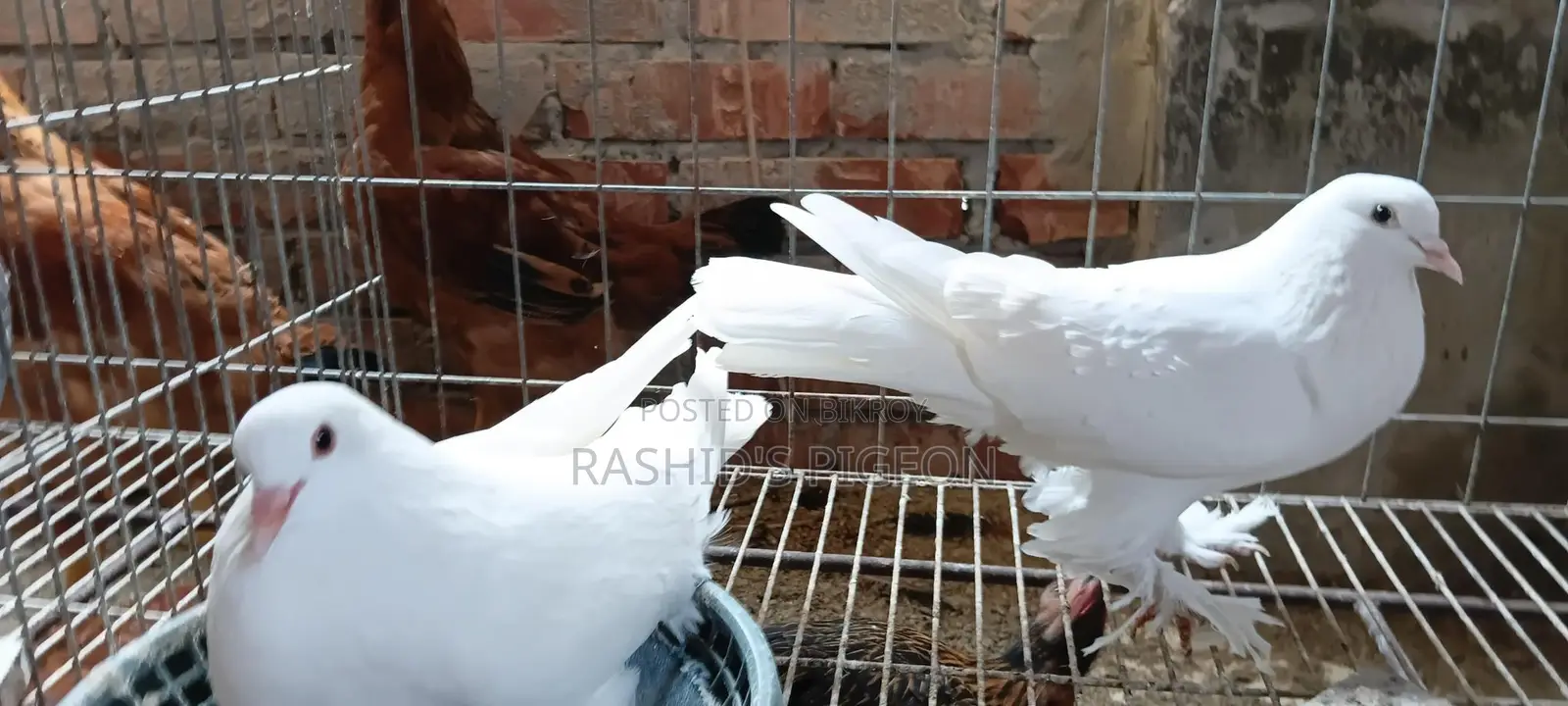 Peshwari Running Pair