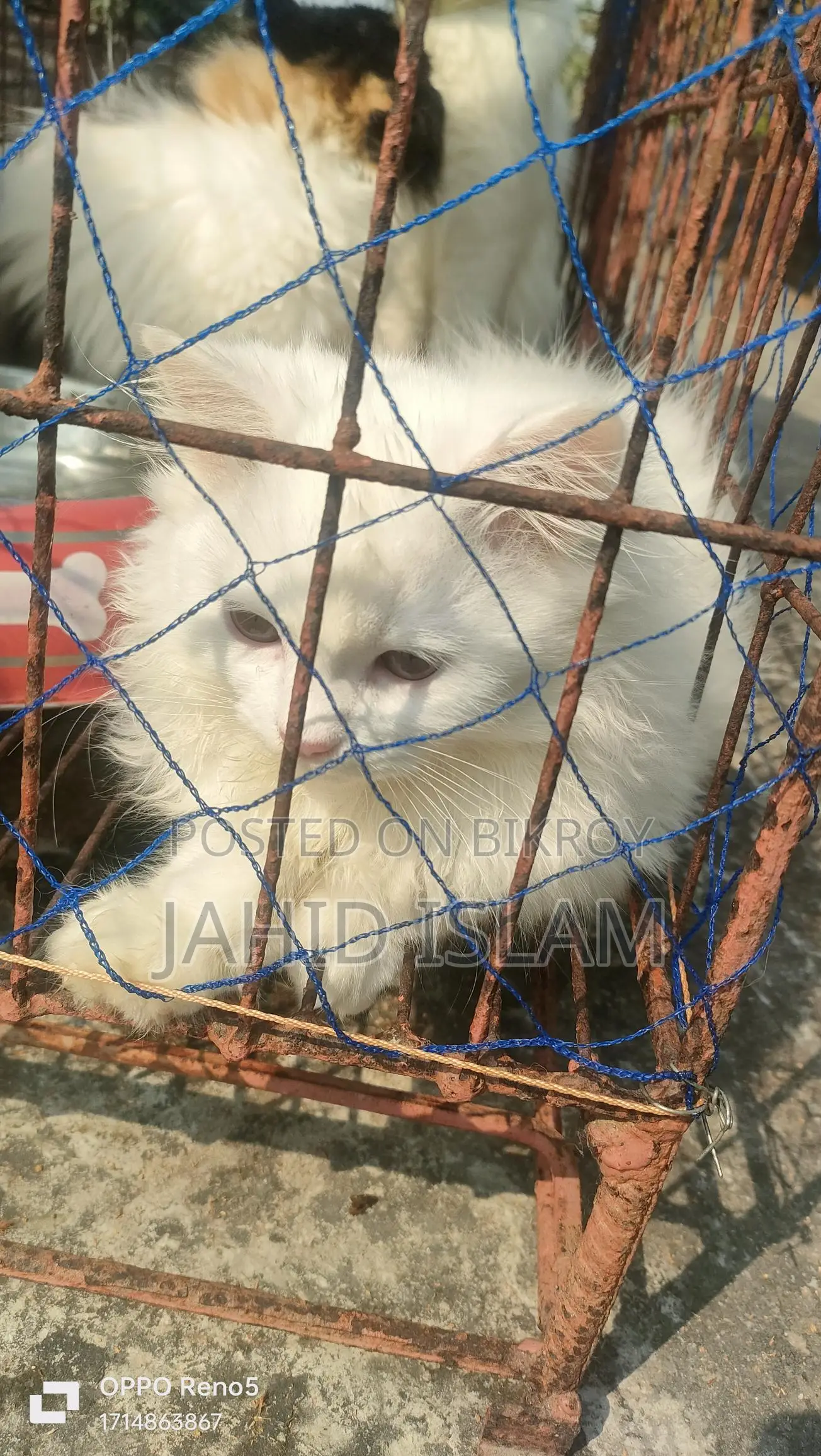 Persian Long Coat Cat