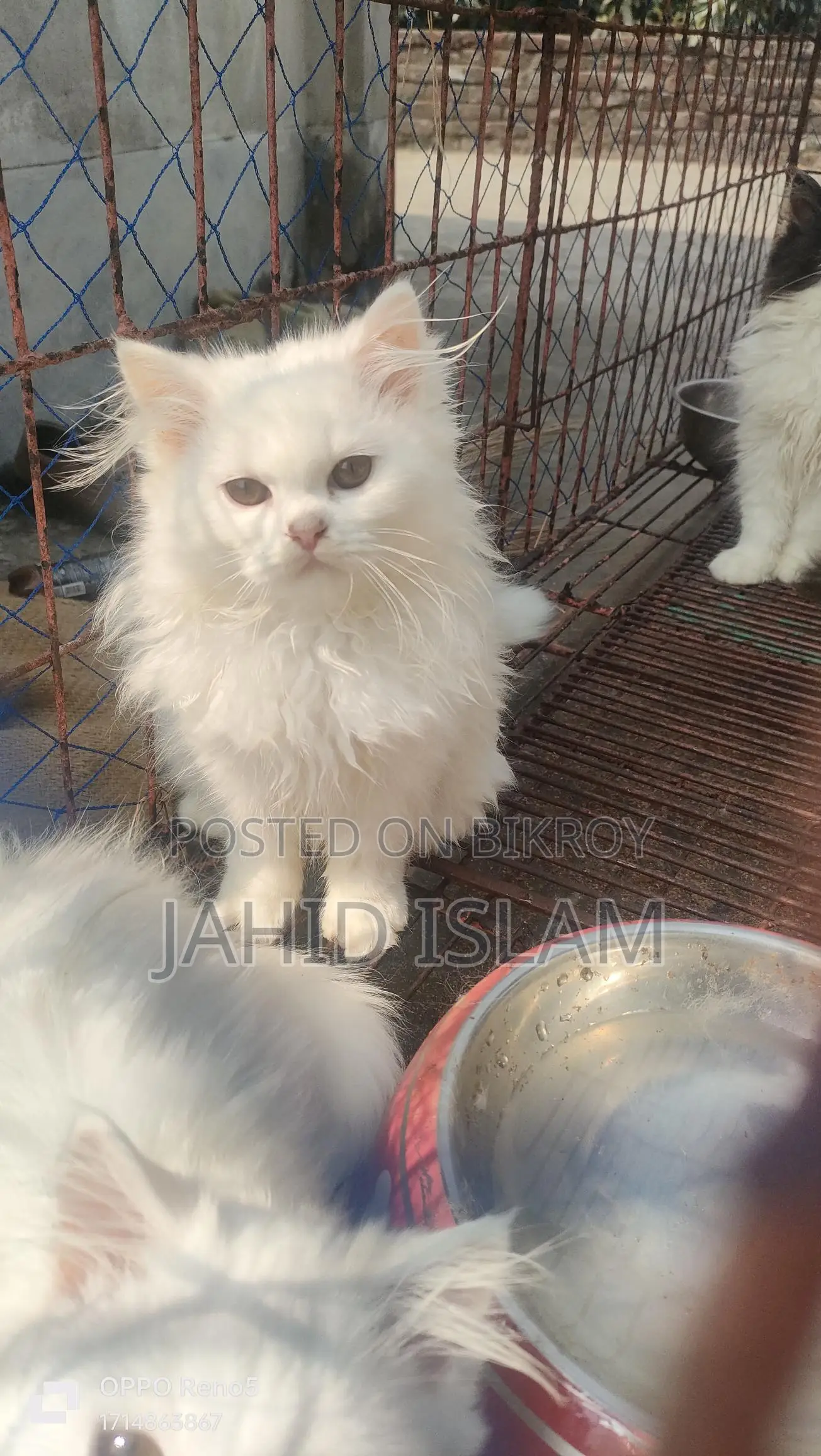 Persian Long Coat Cat