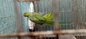 Indian Ringneck