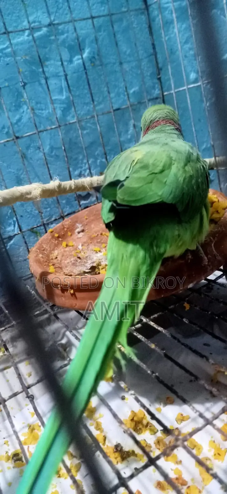 Indian Ringneck