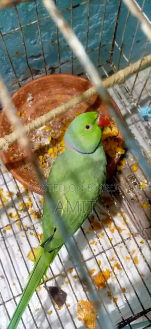 Indian Ringneck