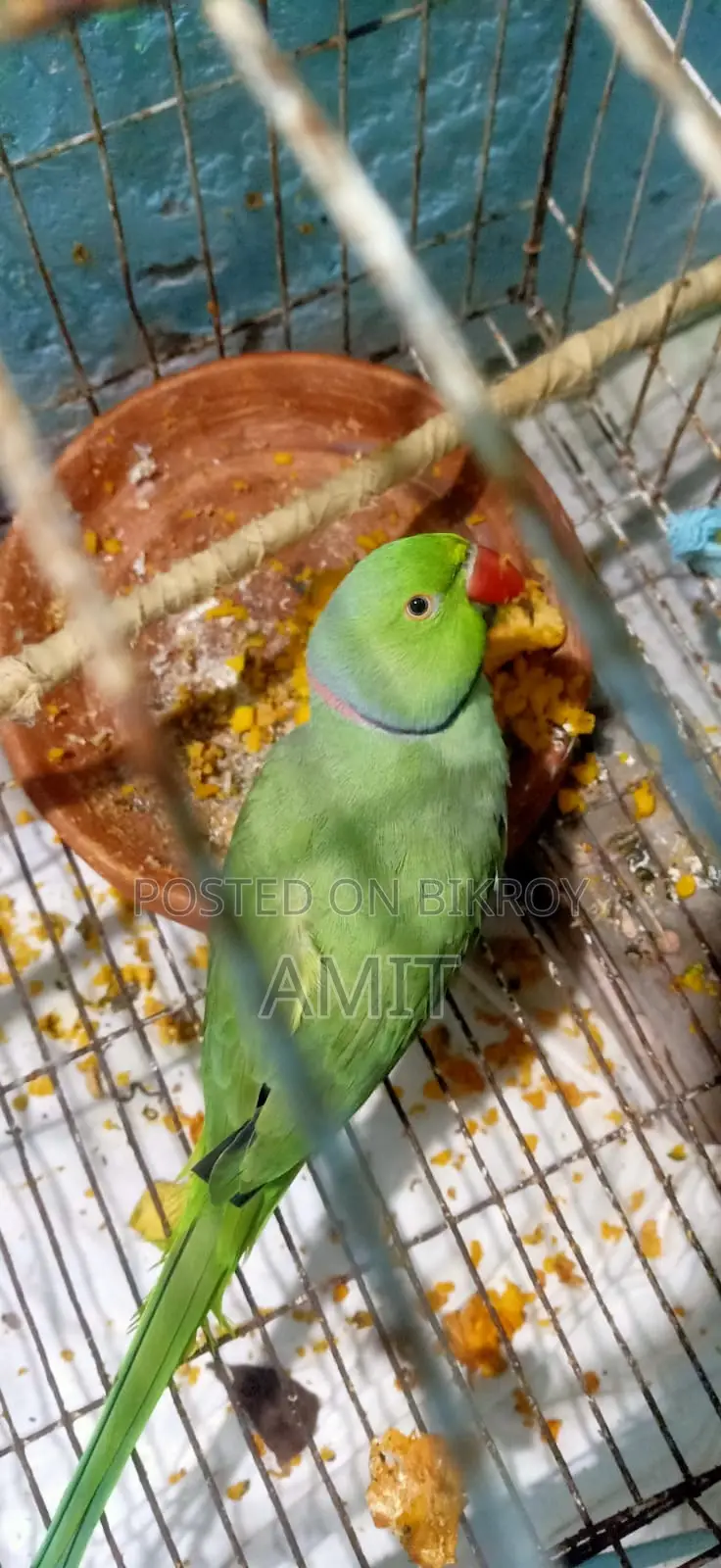 Indian Ringneck