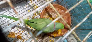 Indian Ringneck