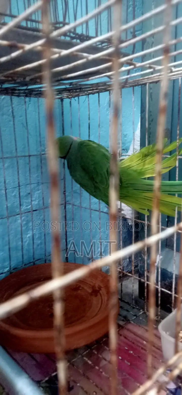 Indian Ringneck