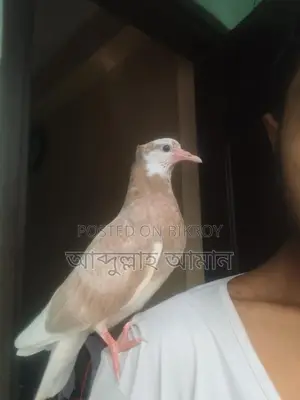 সুপারটেম করা কবুতরের বাচ্চা