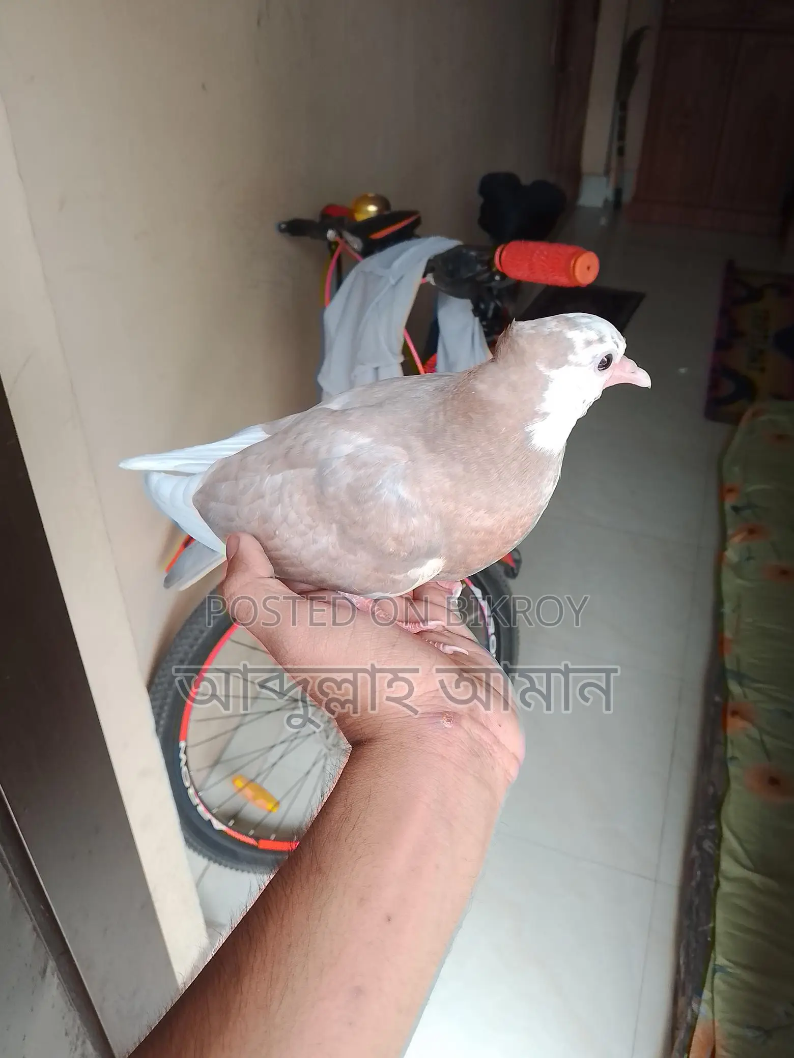 সুপারটেম করা কবুতরের বাচ্চা