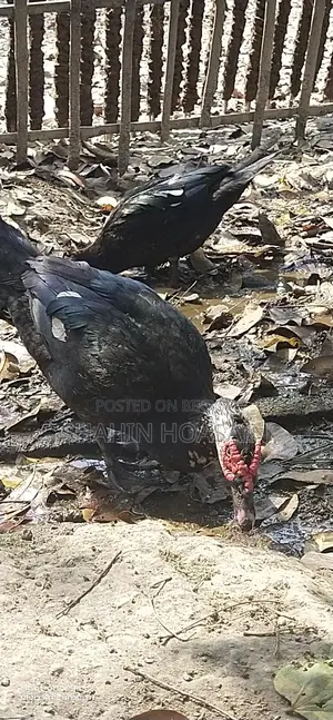 চীনা হাঁসের মোরগ মুরগি বিক্রয়