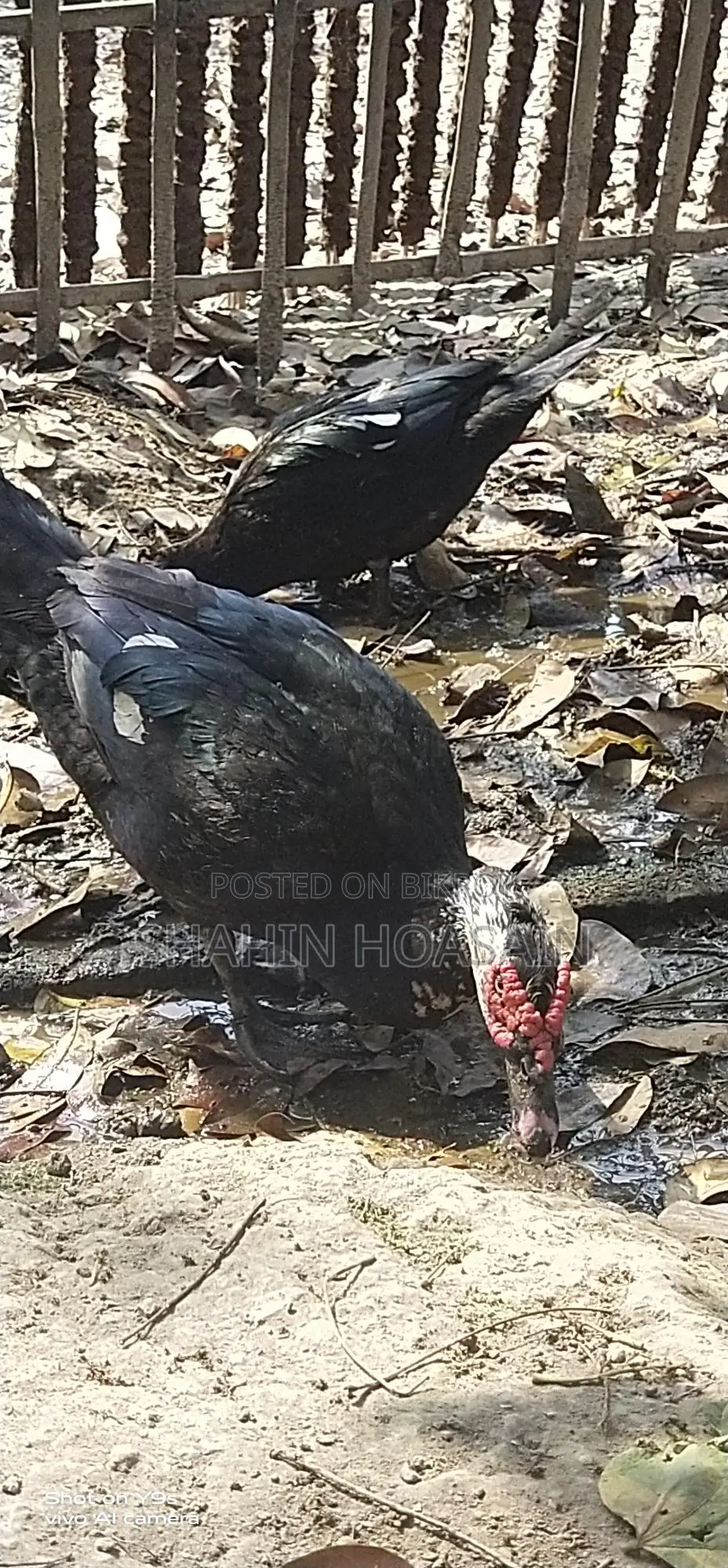 Chinese Duck and Chicken for Sale