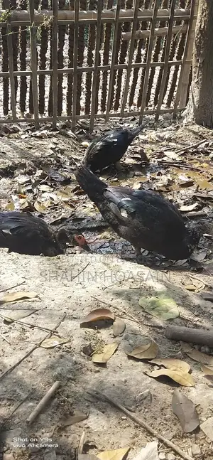 Chinese Duck and Chicken for Sale