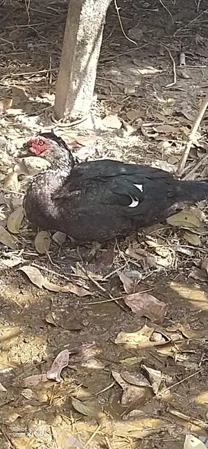 Chinese Duck and Chicken for Sale