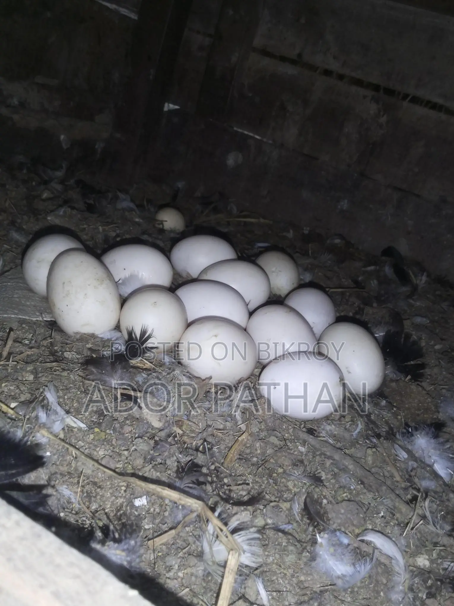 Desi Chicken Hatching Eggs
