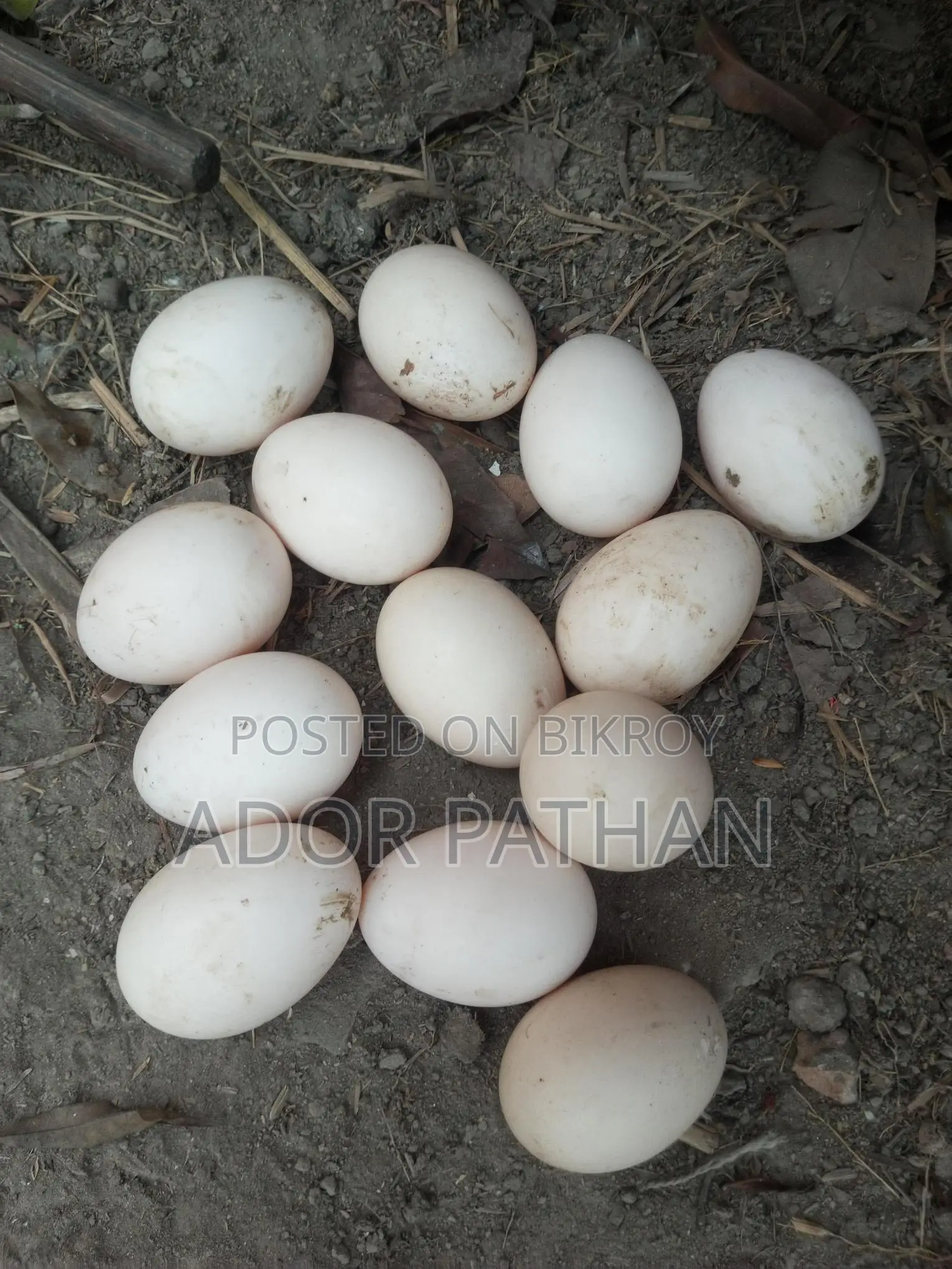 Desi Chicken Hatching Eggs