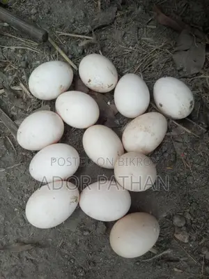 Desi Chicken Hatching Eggs