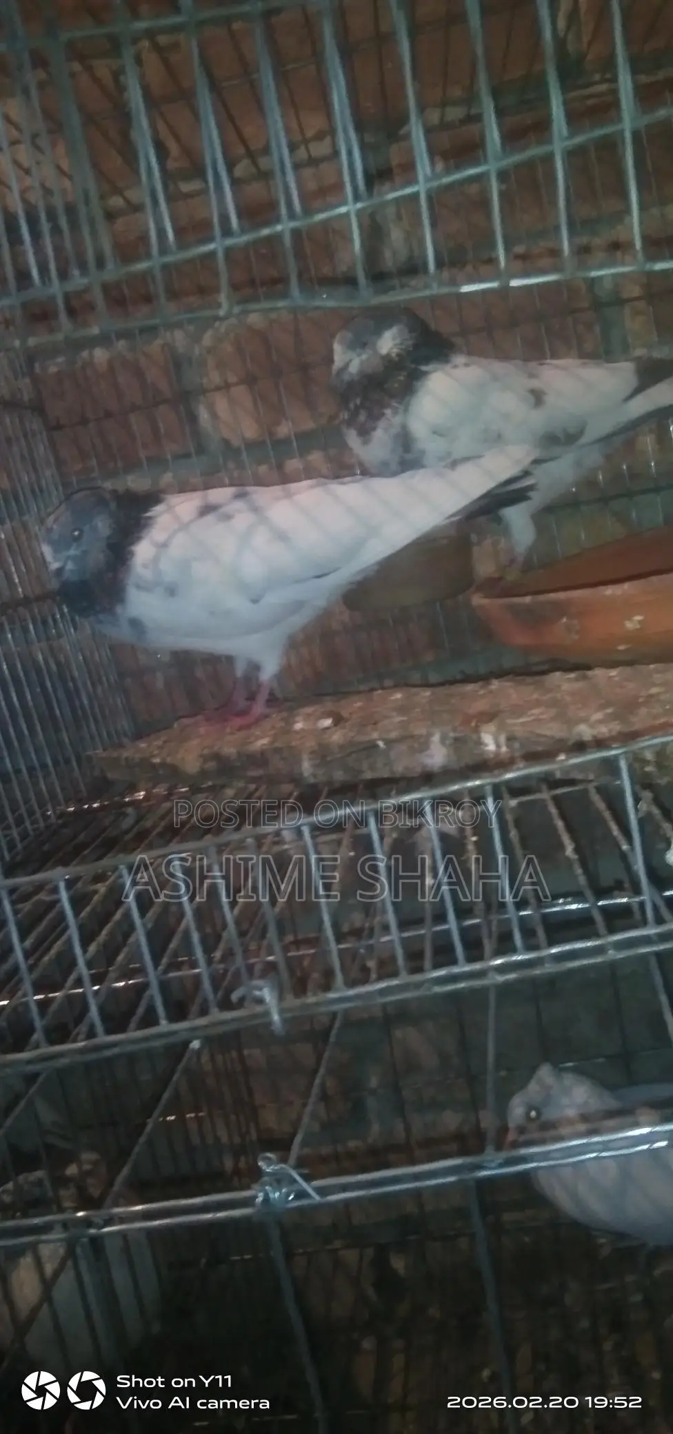 Some high-quality pigeons for sale