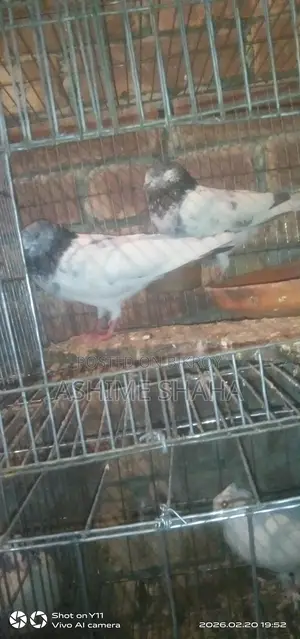 Some high-quality pigeons for sale