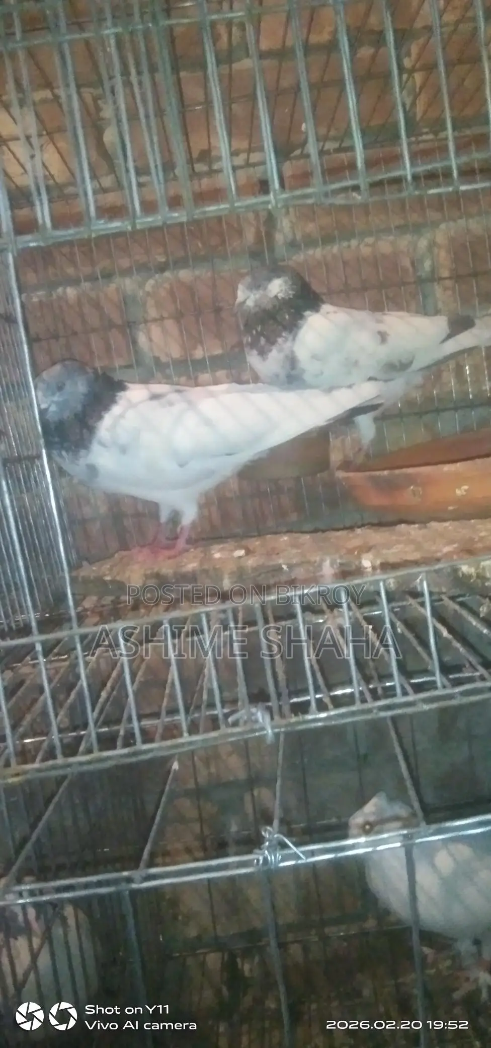 Some high-quality pigeons for sale