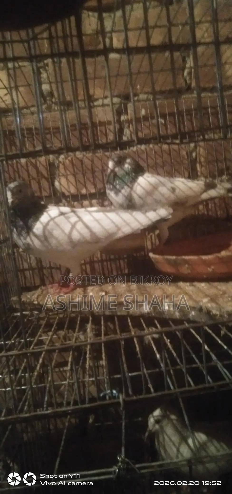 Some high-quality pigeons for sale