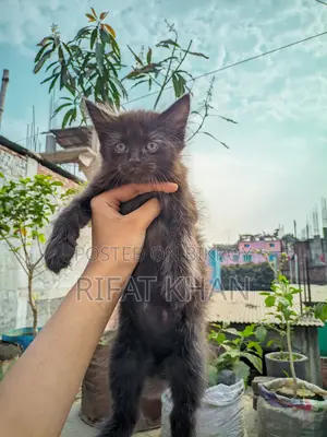 উচ্চ মানের মিক্সড পার্সিয়ান বিড়াল