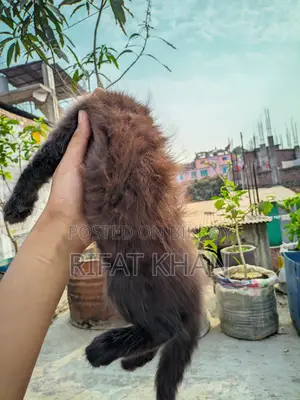 উচ্চ মানের মিক্সড পার্সিয়ান বিড়াল