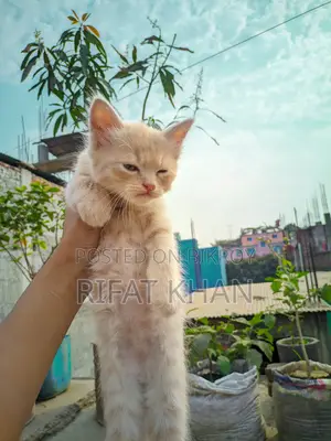 উচ্চ মানের মিক্সড পার্সিয়ান বিড়াল