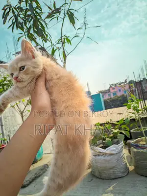উচ্চ মানের মিক্সড পার্সিয়ান বিড়াল