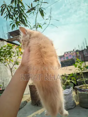 উচ্চ মানের মিক্সড পার্সিয়ান বিড়াল