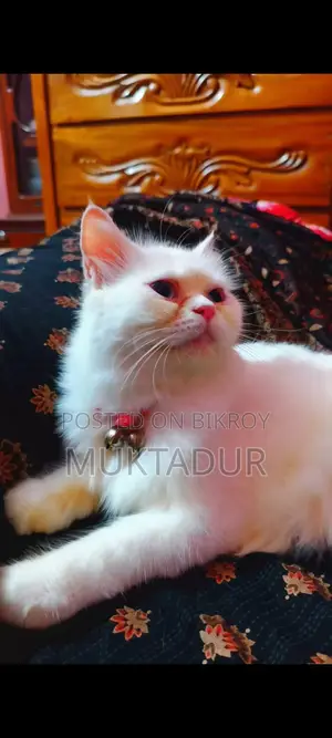 বিড়াল বিক্রির জন্য