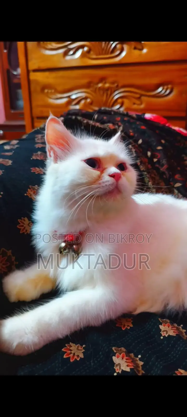 Cat for Sale