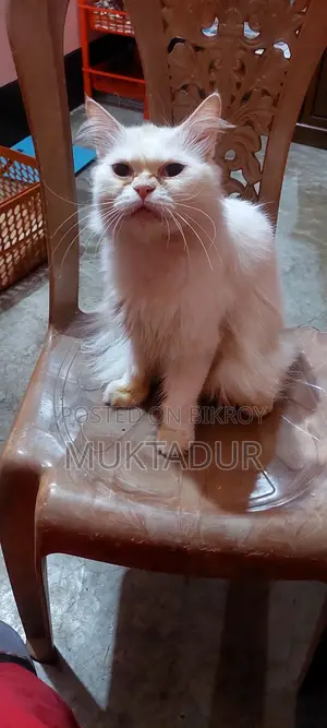 Cat for Sale