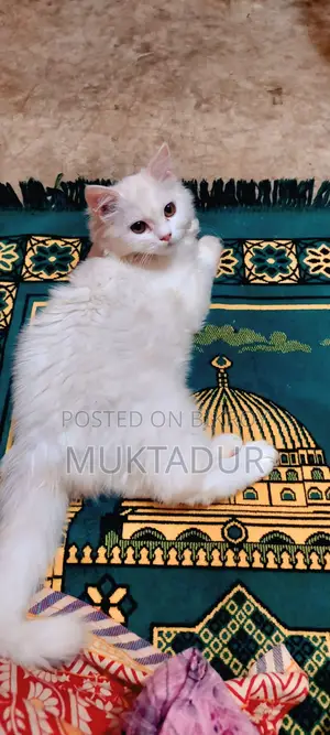 Cat for Sale