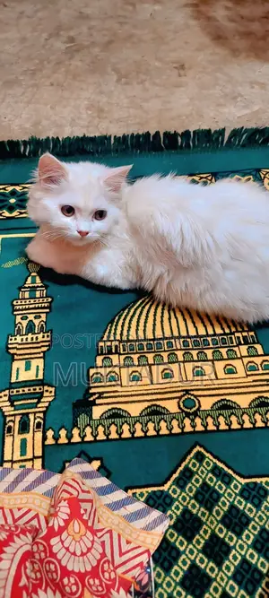 Cat for Sale