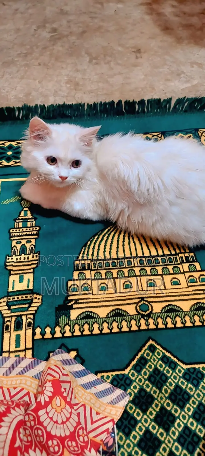 Cat for Sale
