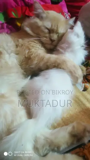 Cat for Sale